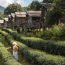 Asian woman carrying basket enjoying in groove of tea plantation